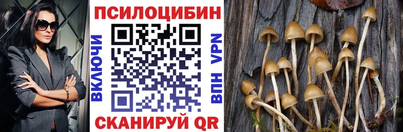 Галлюциногенные грибы Psilocybe  где продают   Кодинск 
